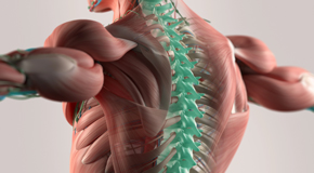 Oxford thoracic spine